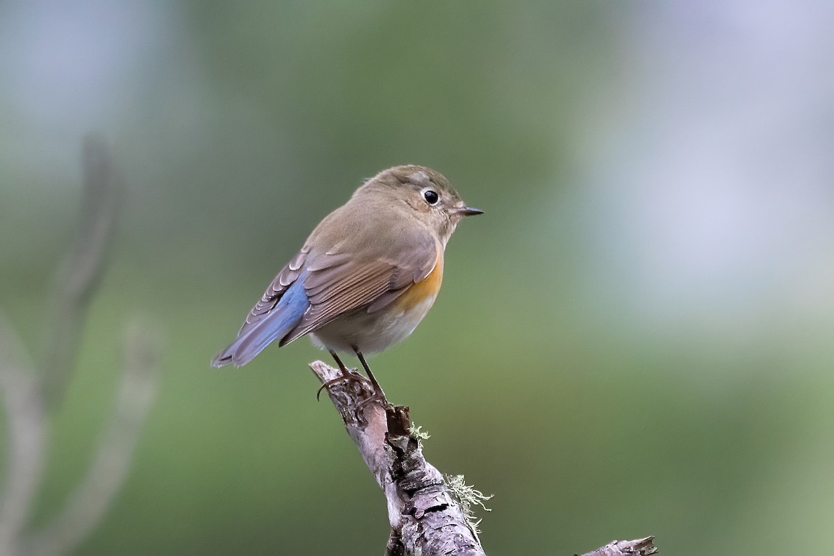 Red-flanked Bluetail - ML626612158