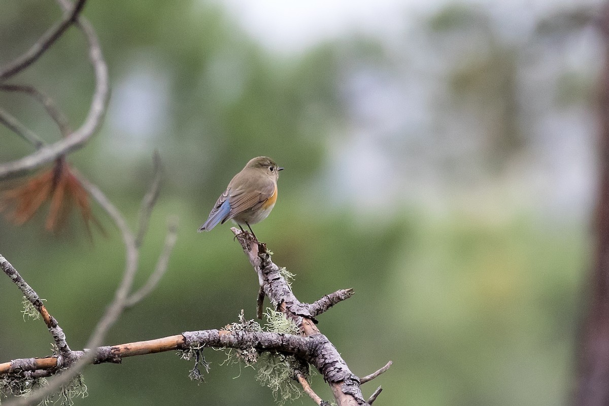 Red-flanked Bluetail - ML626612159