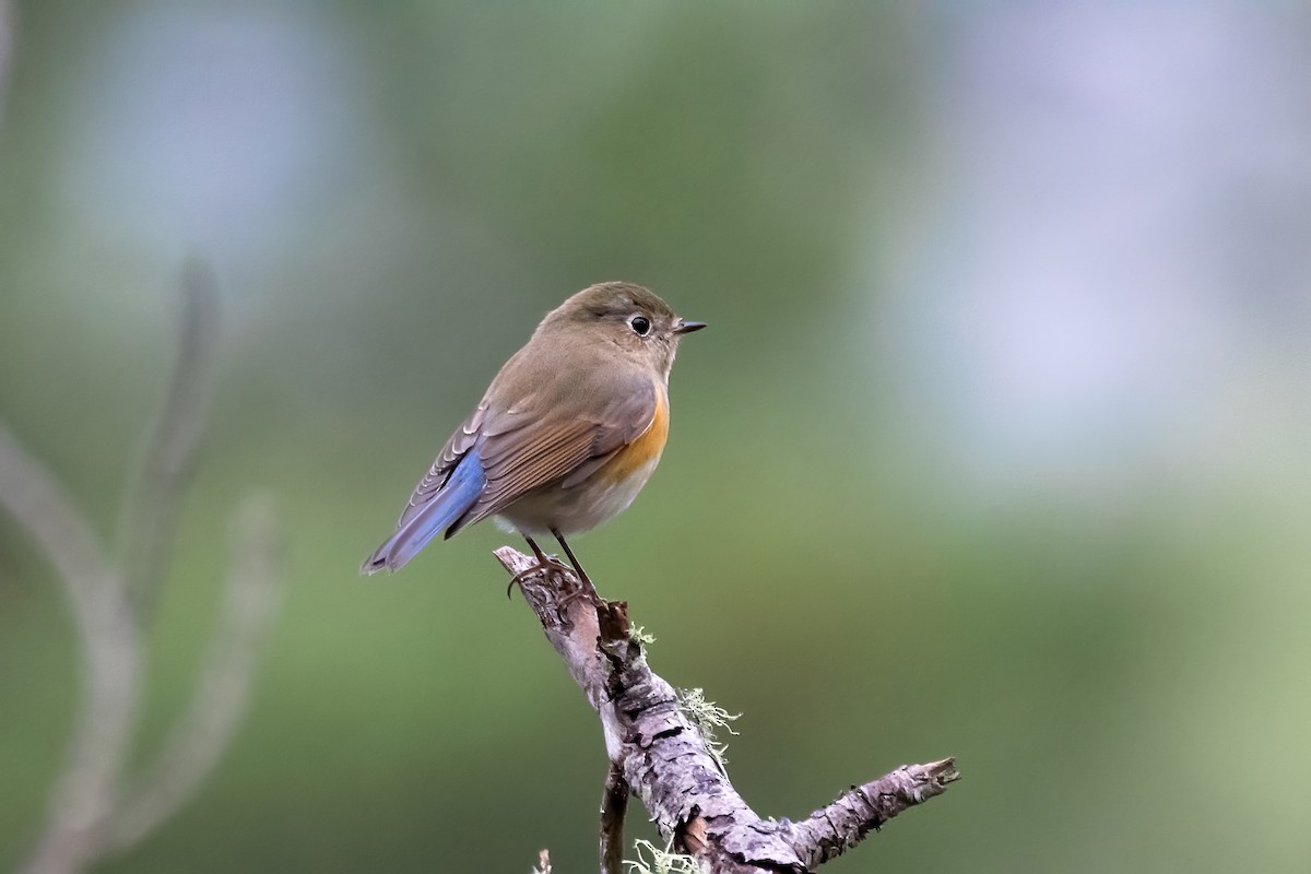 Red-flanked Bluetail - ML626612160