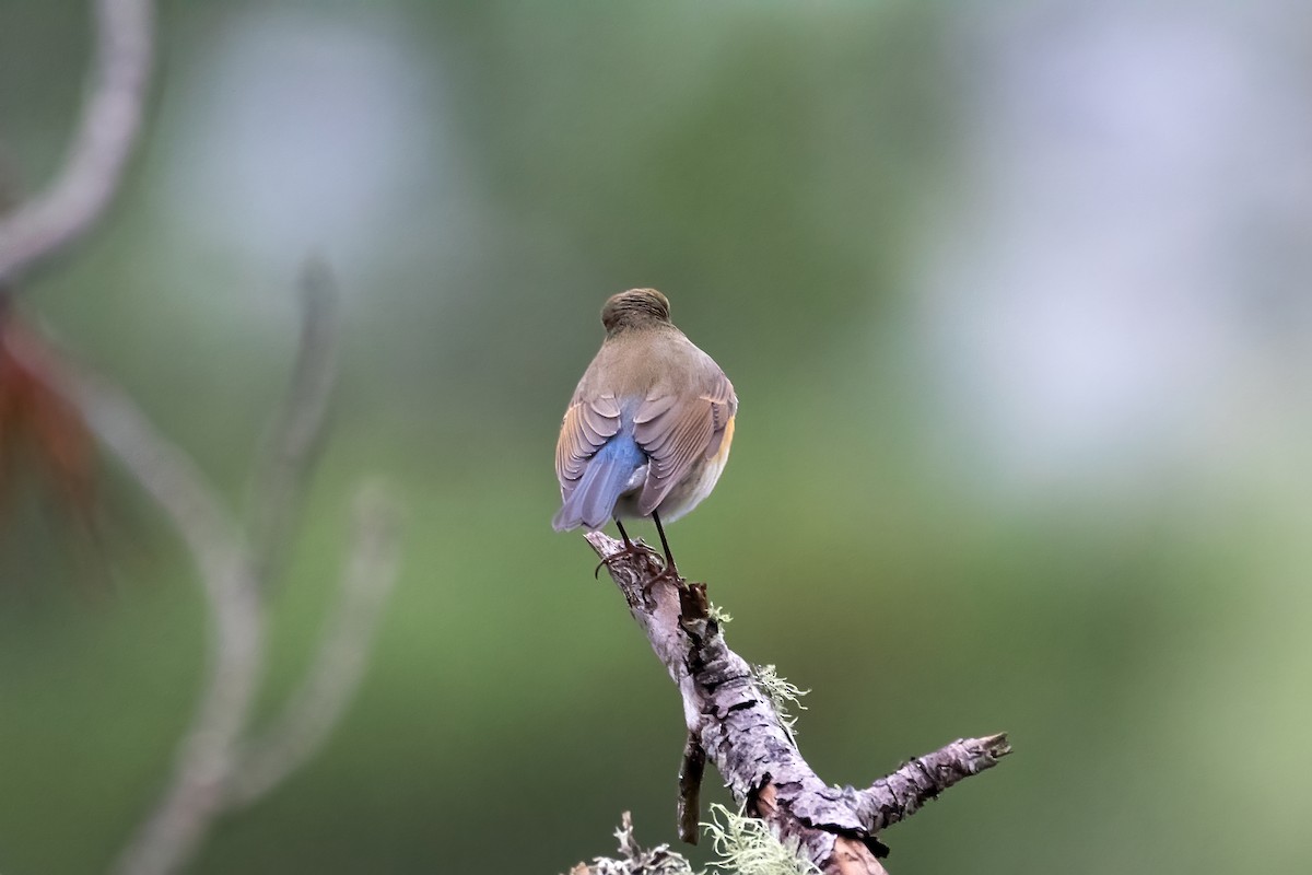 Red-flanked Bluetail - ML626612161