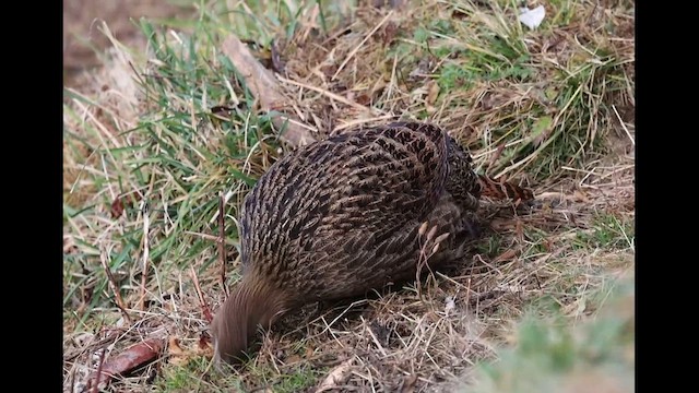 Himalayan Monal - ML626612229