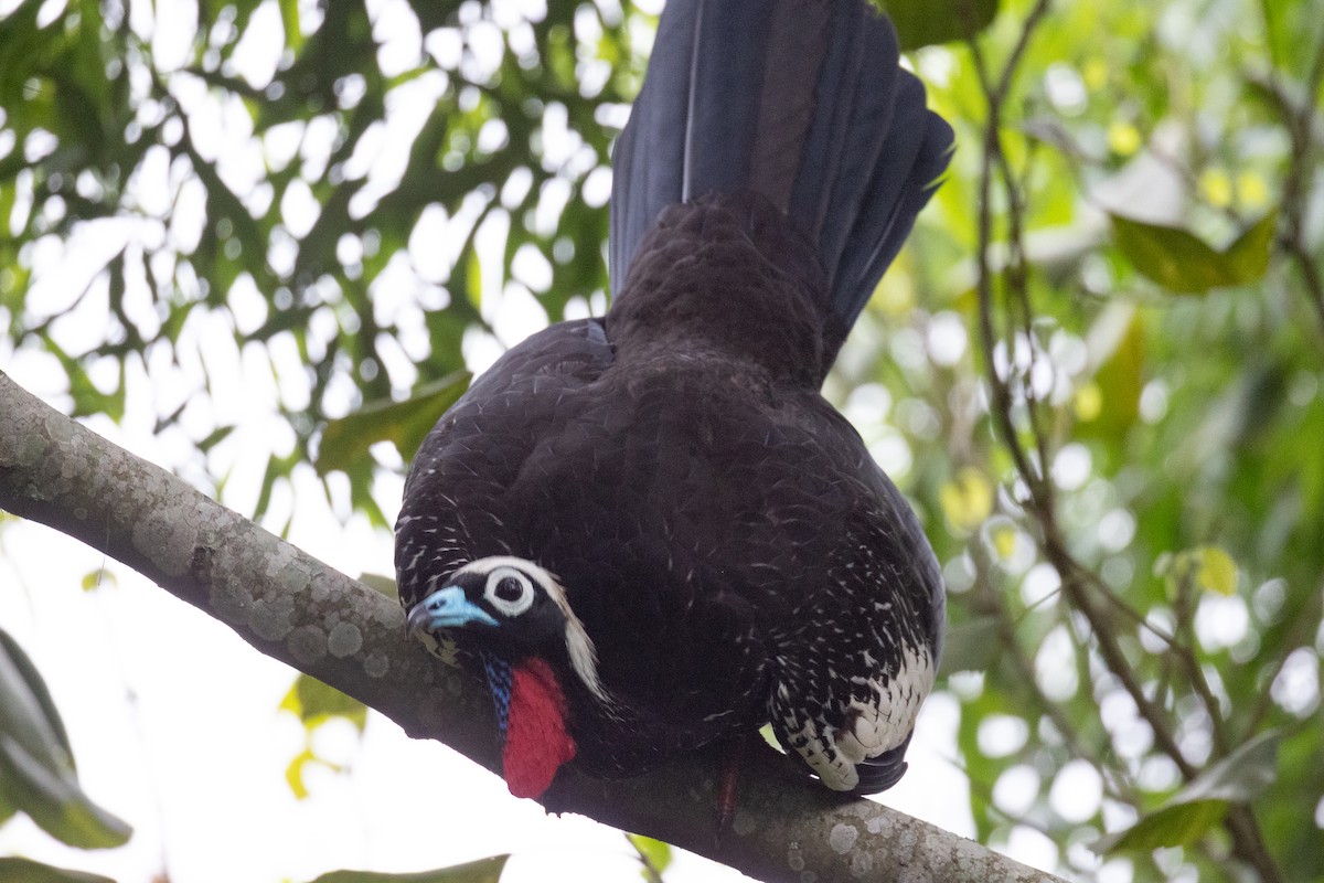 Black-fronted Piping-Guan - ML626612398