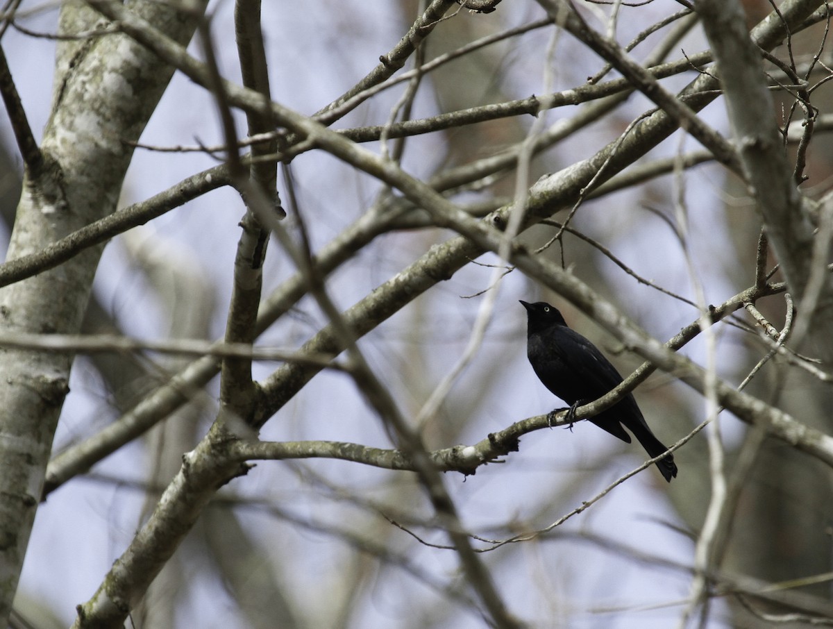 Rusty Blackbird - ML626612466