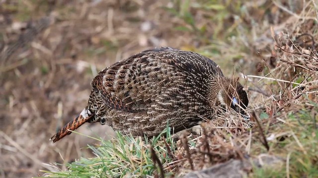 Himalayan Monal - ML626612847