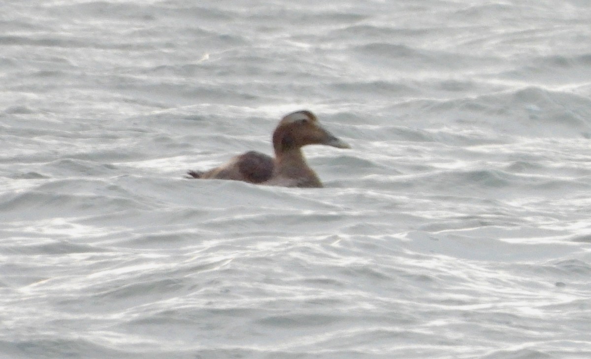 Eider arrunta - ML626612959