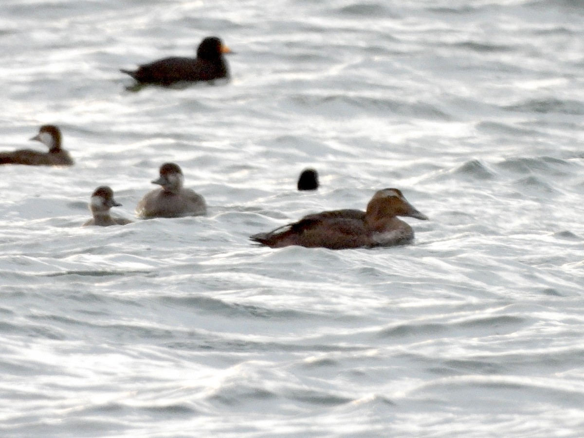 Eider arrunta - ML626612960