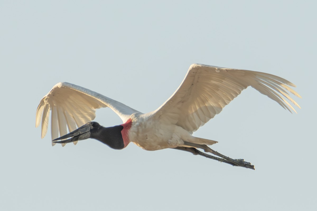 Jabiru - ML626612970