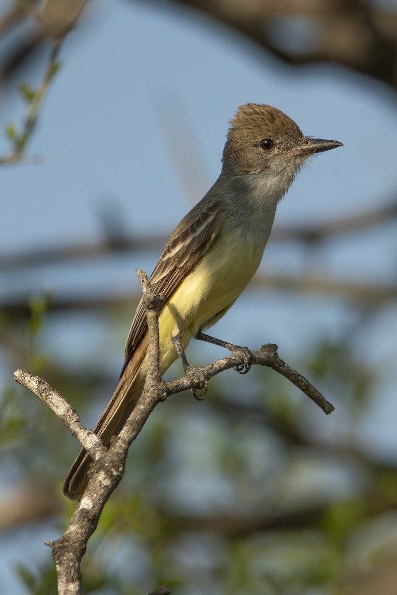 Brown-crested Flycatcher - ML626613543