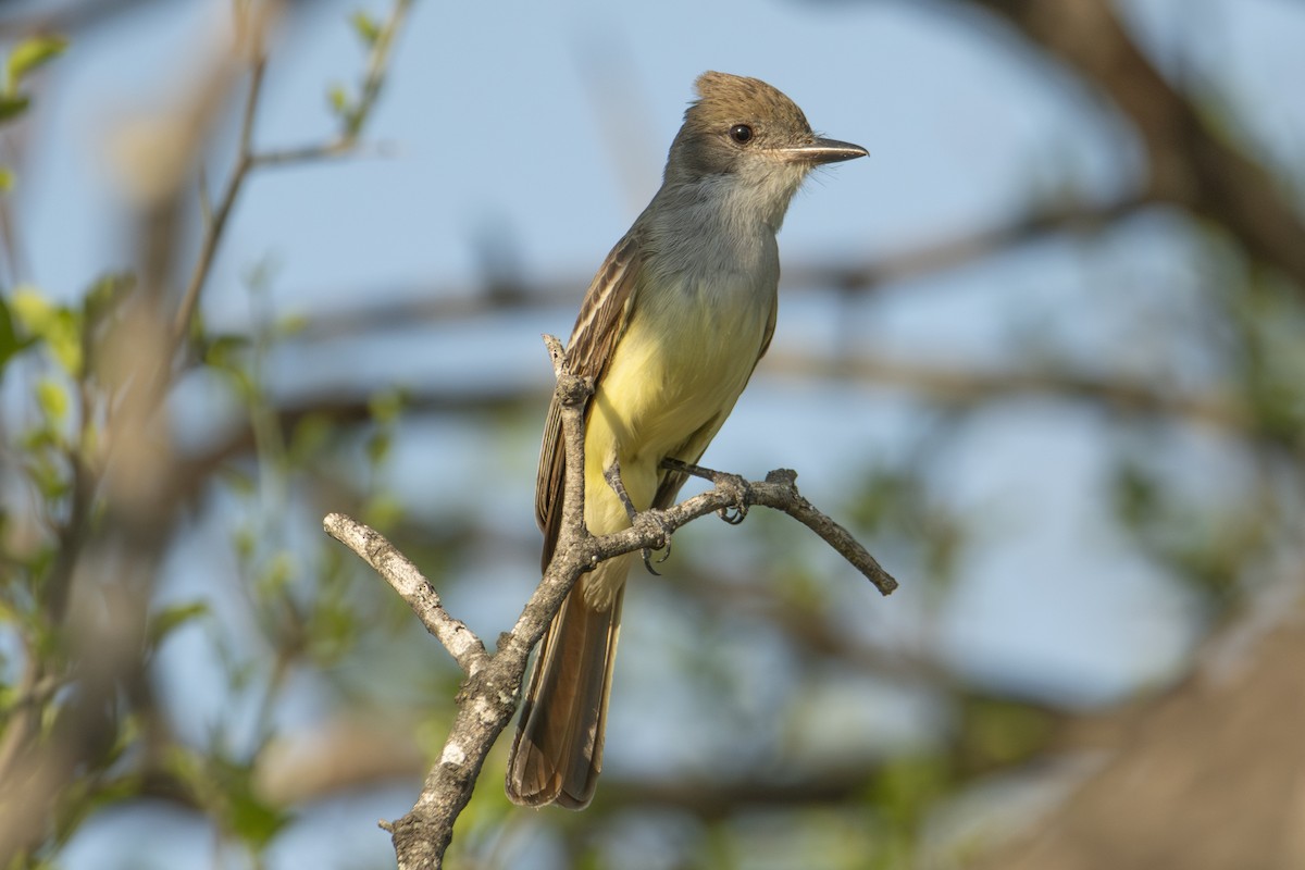 Brown-crested Flycatcher - ML626613544
