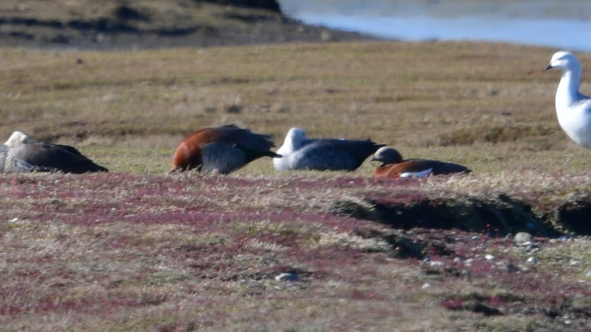 Ashy-headed Goose - ML626613593