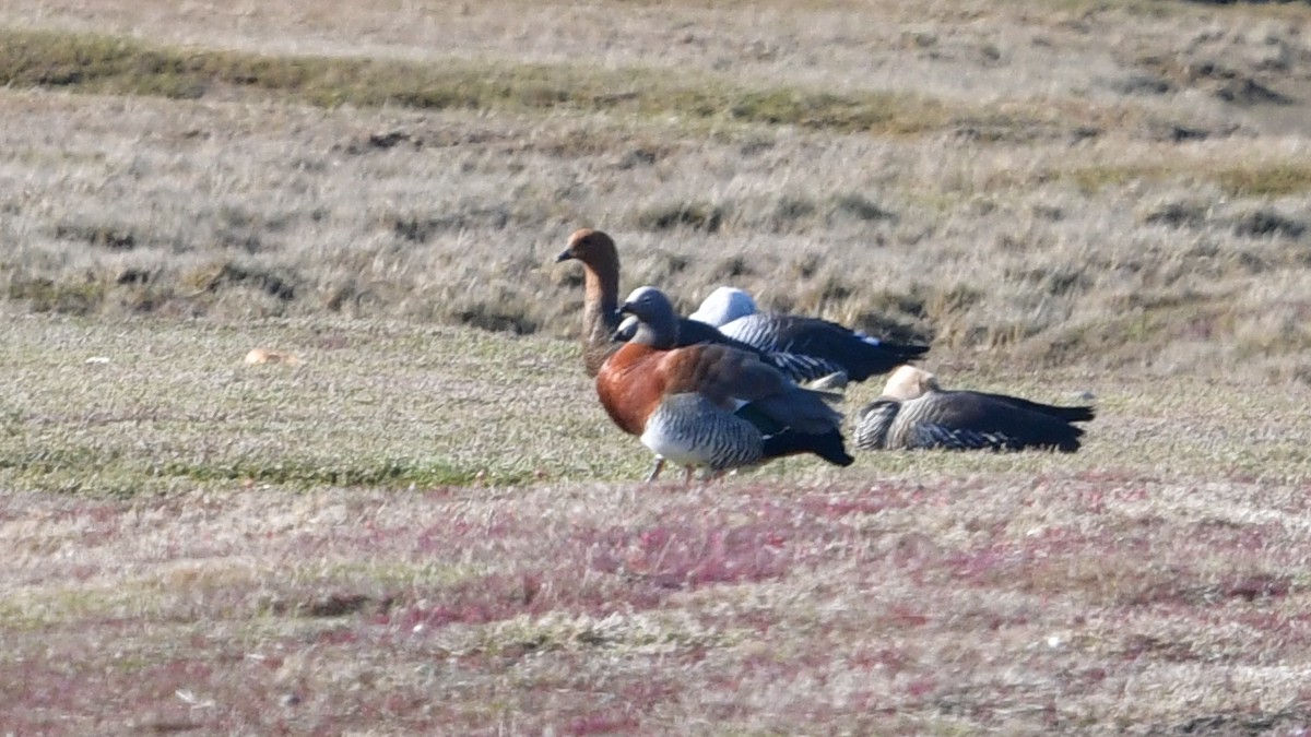 Ashy-headed Goose - ML626613598
