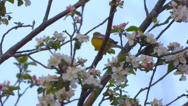 Blue-winged Warbler - ML626613693
