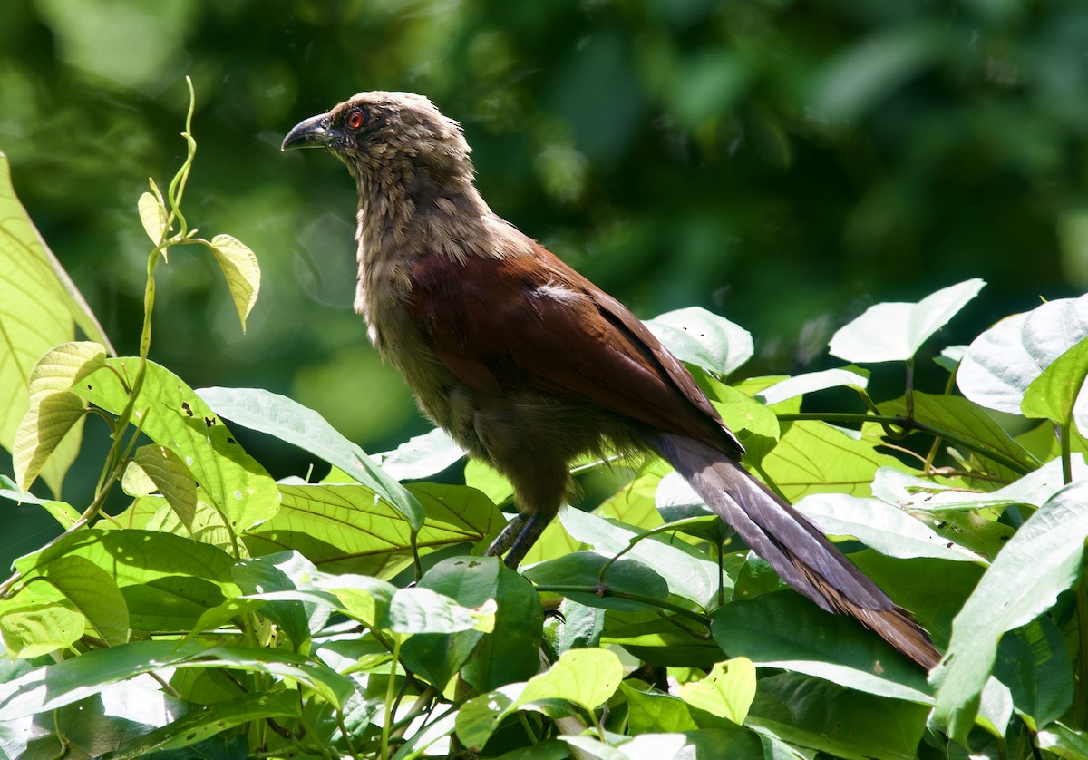 Andaman Coucal - ML626613739