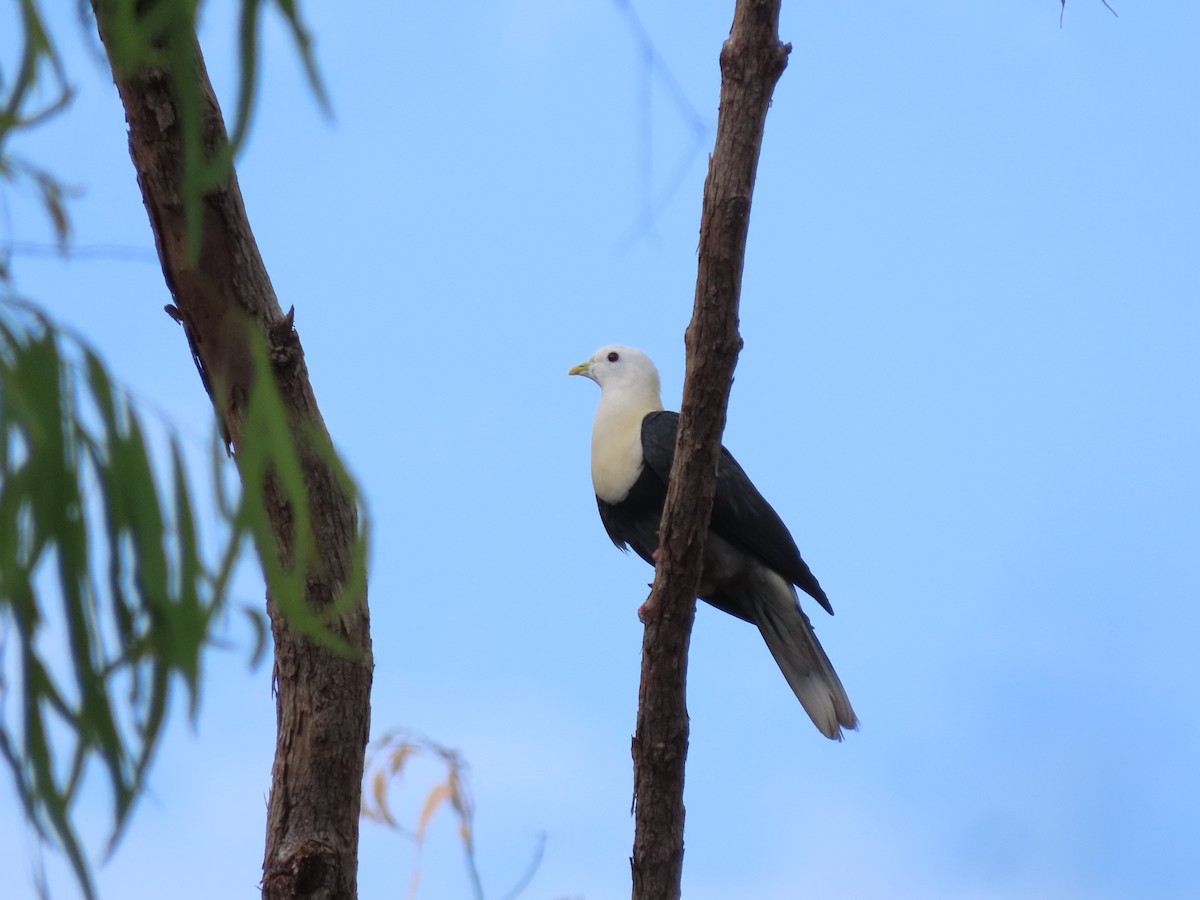 Black-banded Fruit-Dove - ML626613829