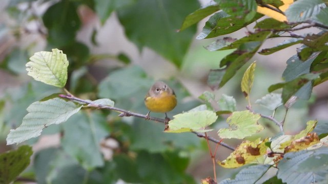 Nashville Warbler - ML626613849