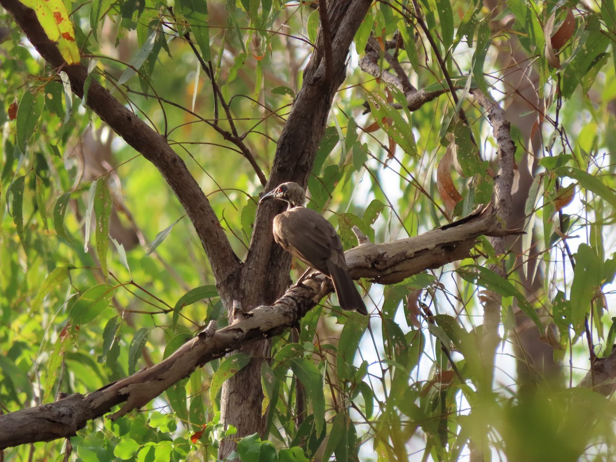 Helmeted Friarbird - ML626614018