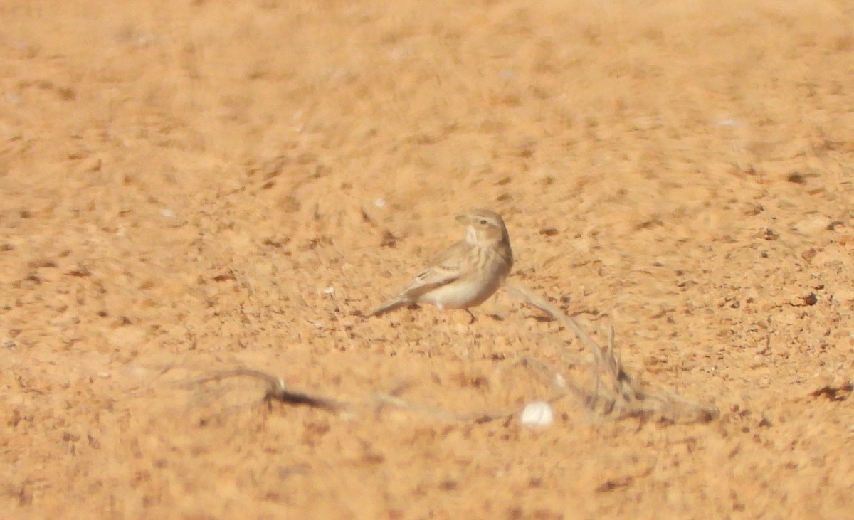 Mediterranean Short-toed Lark - ML626614080