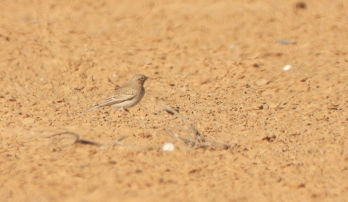 Mediterranean Short-toed Lark - ML626614103