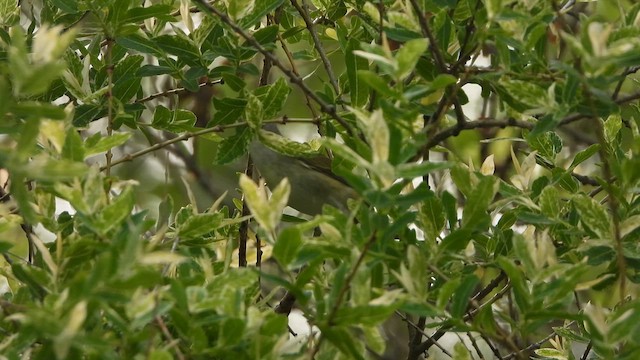 møllparula - ML626614143