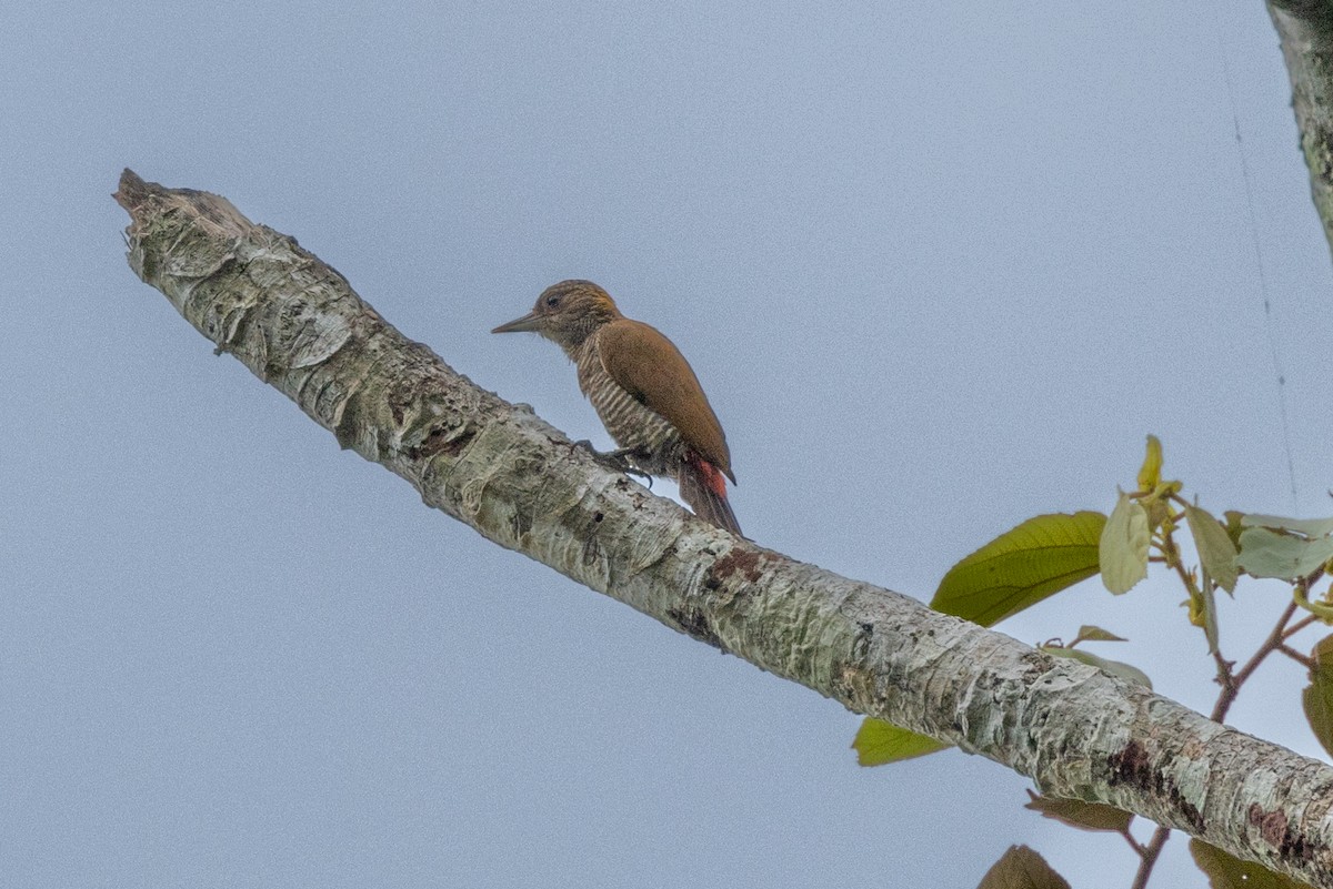 Red-rumped Woodpecker - ML626614196