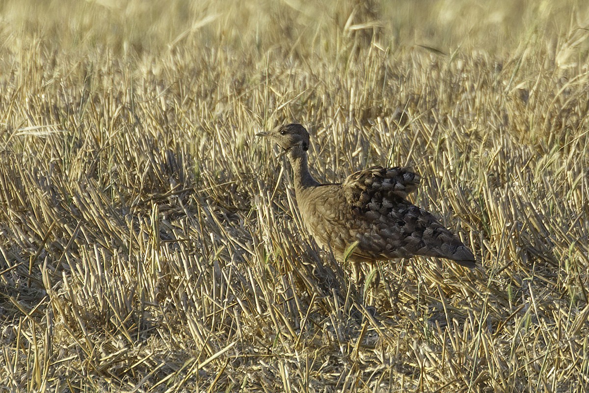 Karoo Bustard - ML626614244