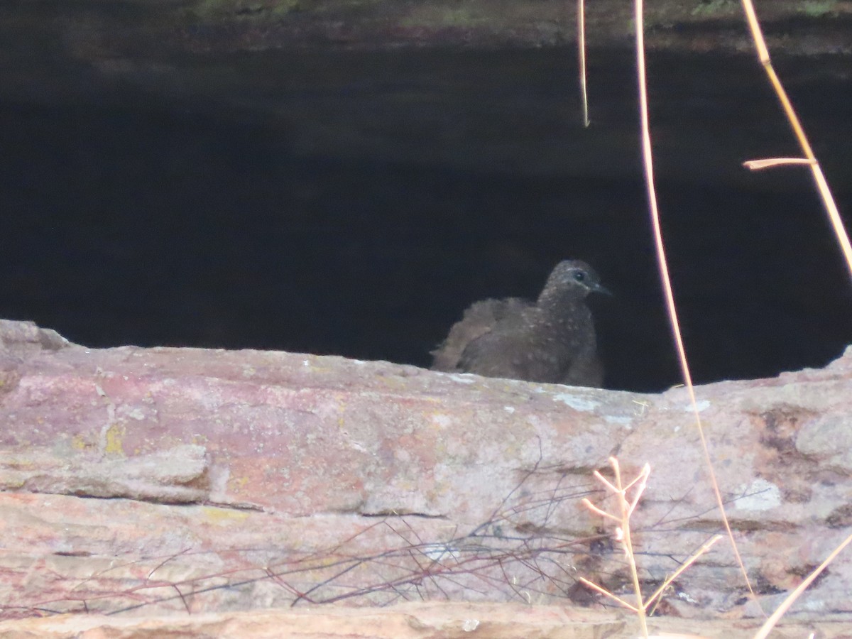 Chestnut-quilled Rock-Pigeon - ML626614444