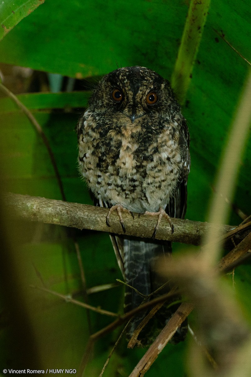 Mountain Owlet-nightjar - ML626614496