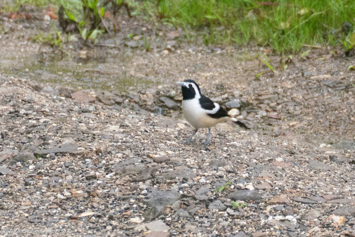 Torrent-lark - ML626614582