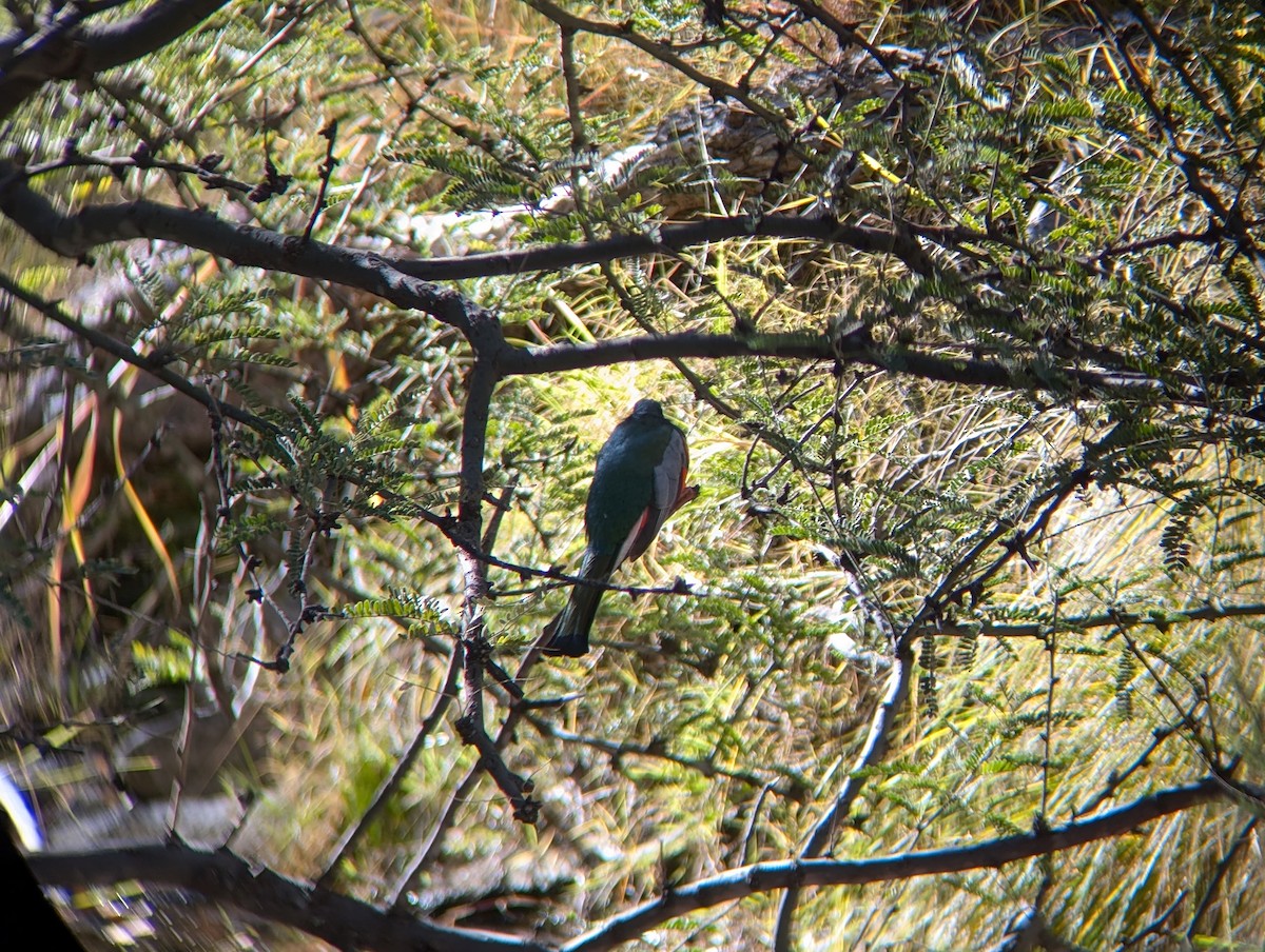 Elegant Trogon - ML626614615