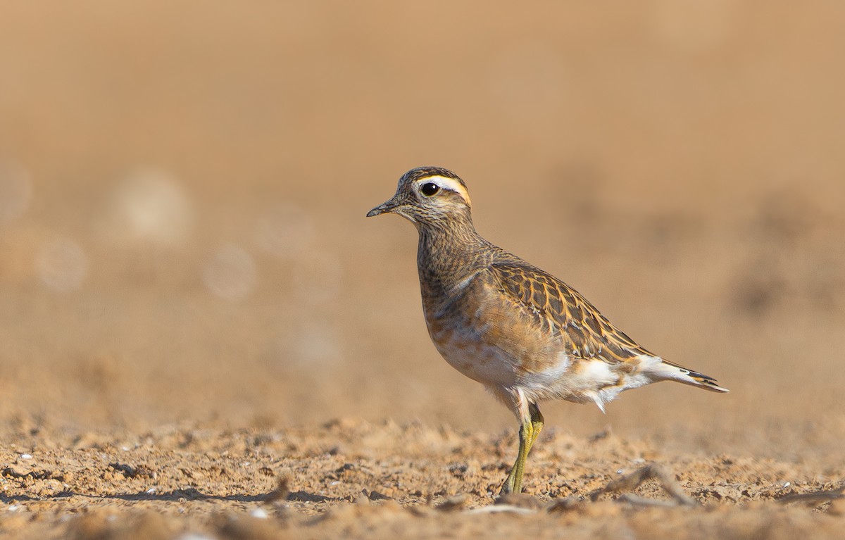 Eurasian Dotterel - ML626614627