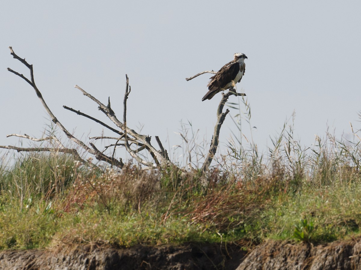 Osprey - ML626614708