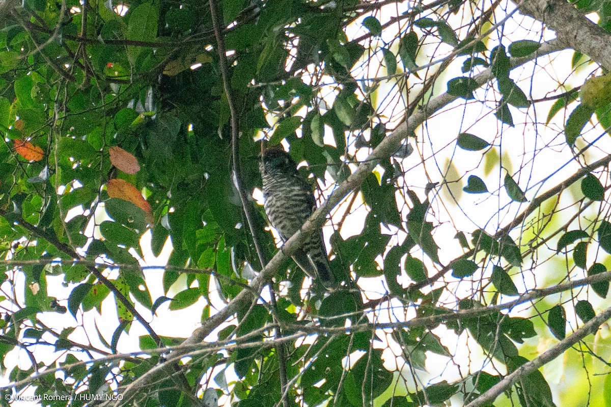 kukačka bělouchá - ML626614709