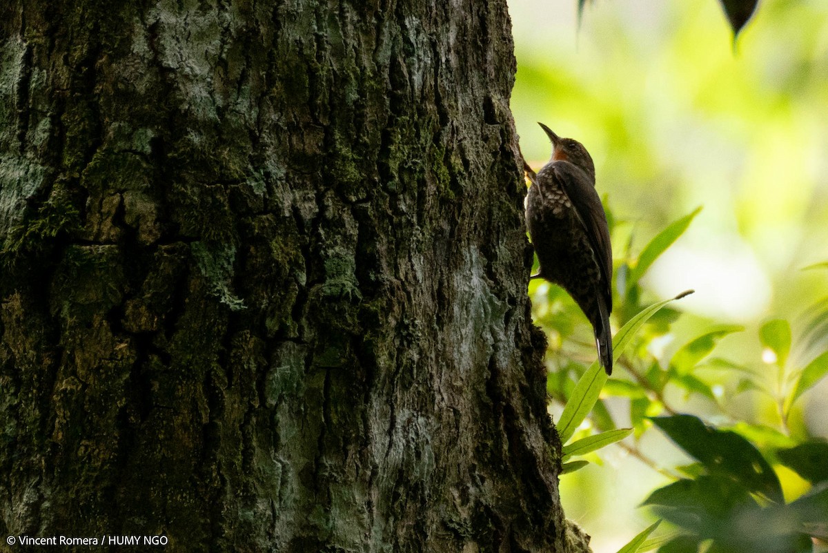 Papuan Treecreeper - ML626614761