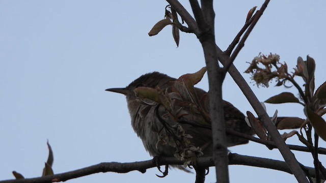 Northern House Wren - ML626614807