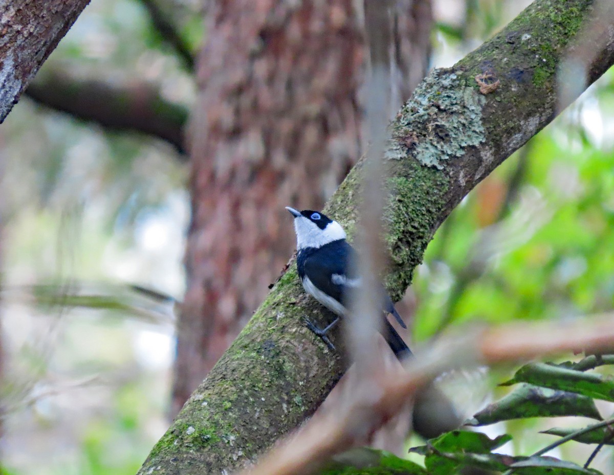 Pied Monarch - ML626614810