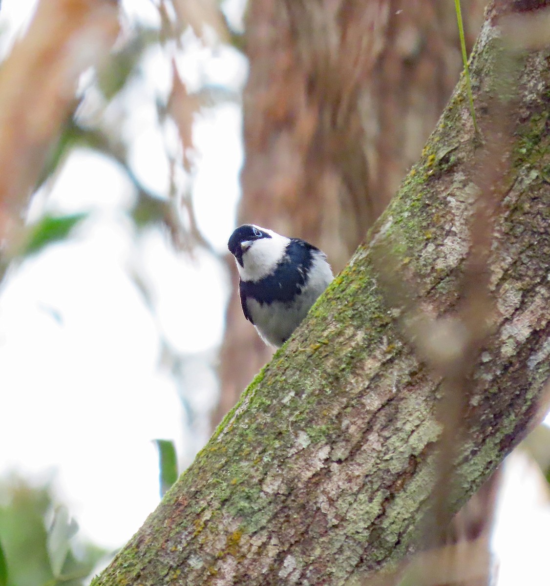 Pied Monarch - ML626614815