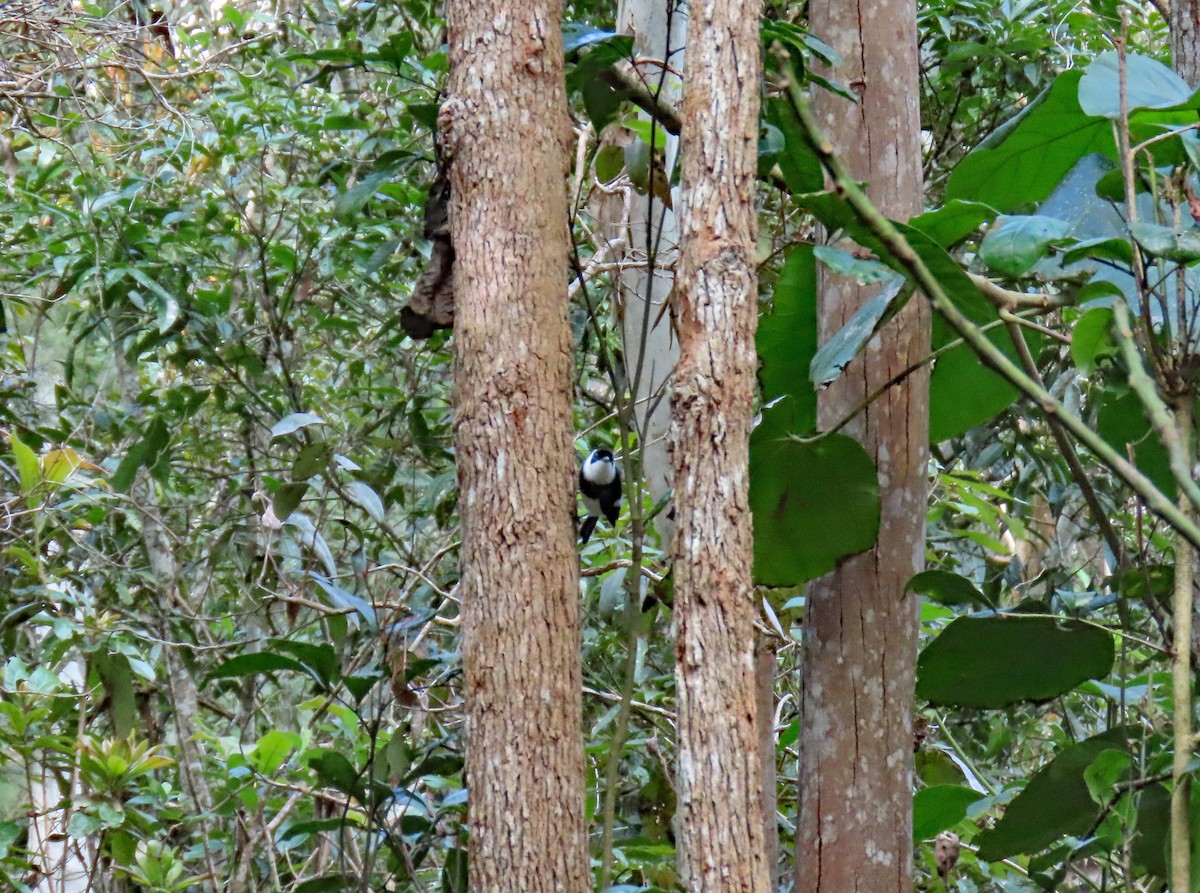 Pied Monarch - ML626614825