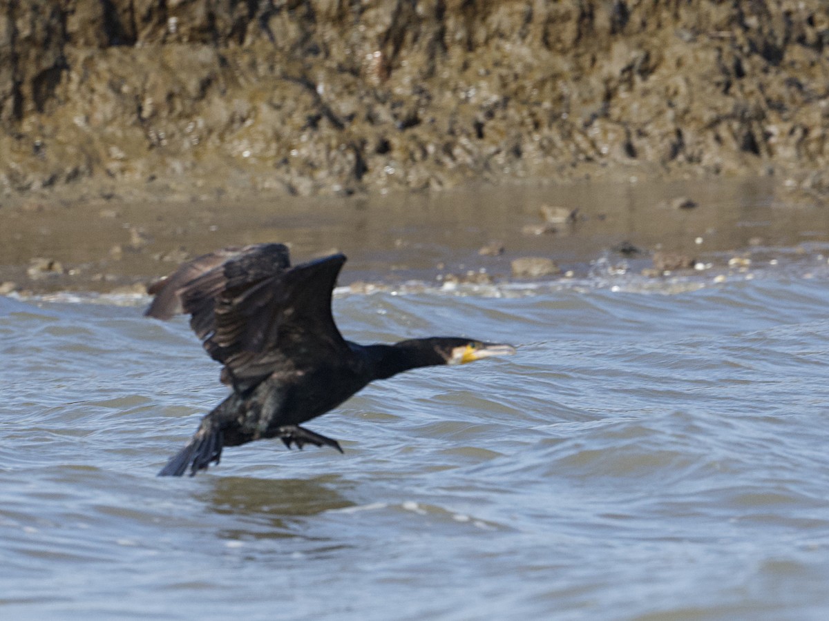 Great Cormorant - ML626614853