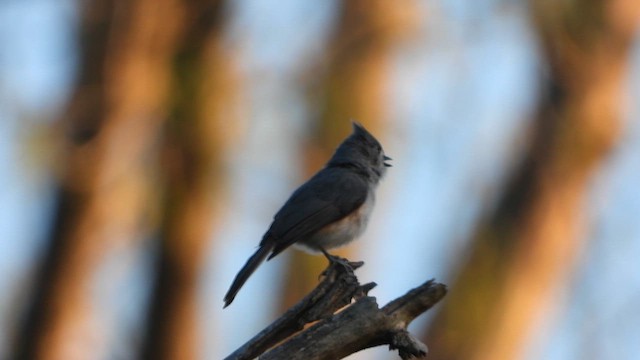 Tufted Titmouse - ML626614967