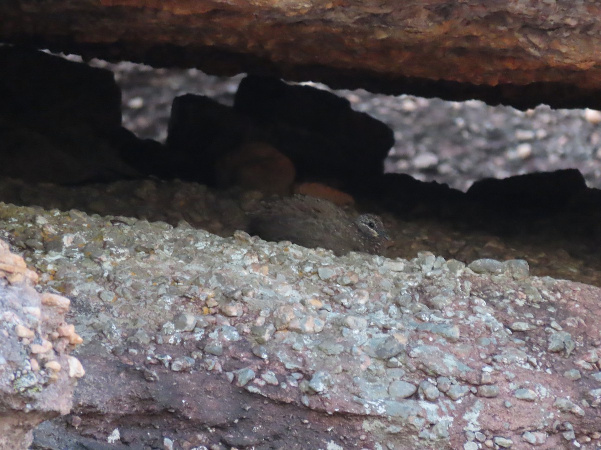 Chestnut-quilled Rock-Pigeon - ML626615069