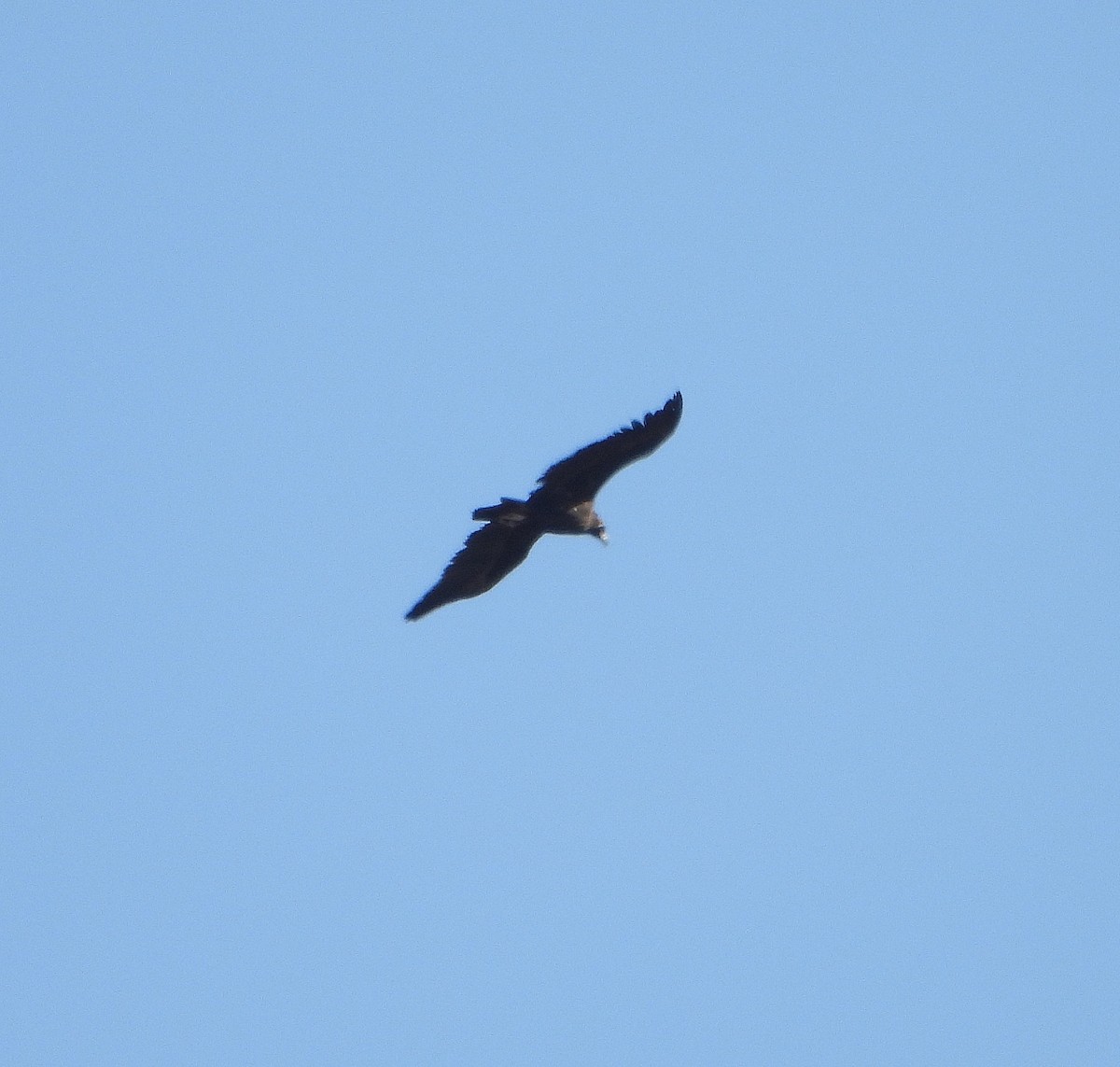 Cinereous Vulture - ML626615168