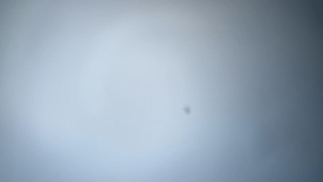Buteo sp. - ML626615205