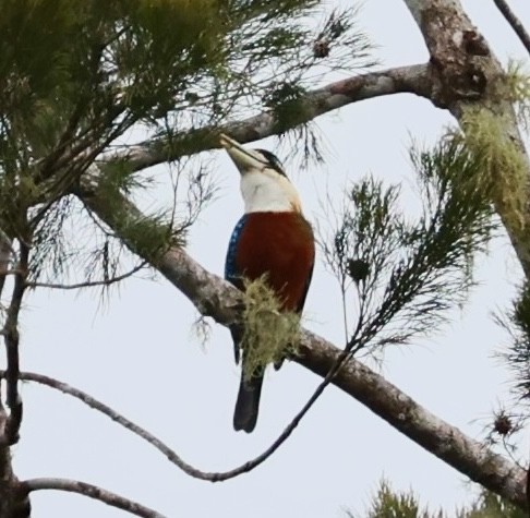 Rufous-bellied Kookaburra - ML626615214