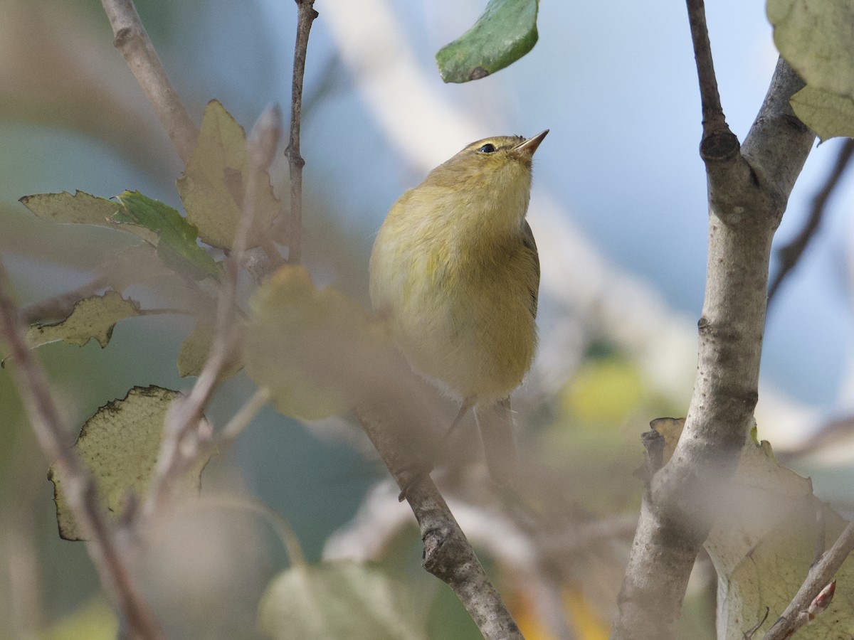 Common Chiffchaff - ML626615379