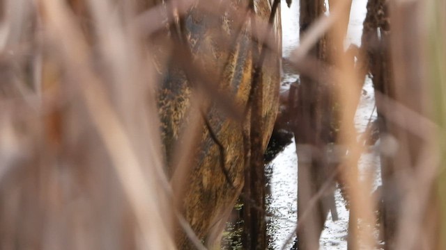 American Bittern - ML626615515