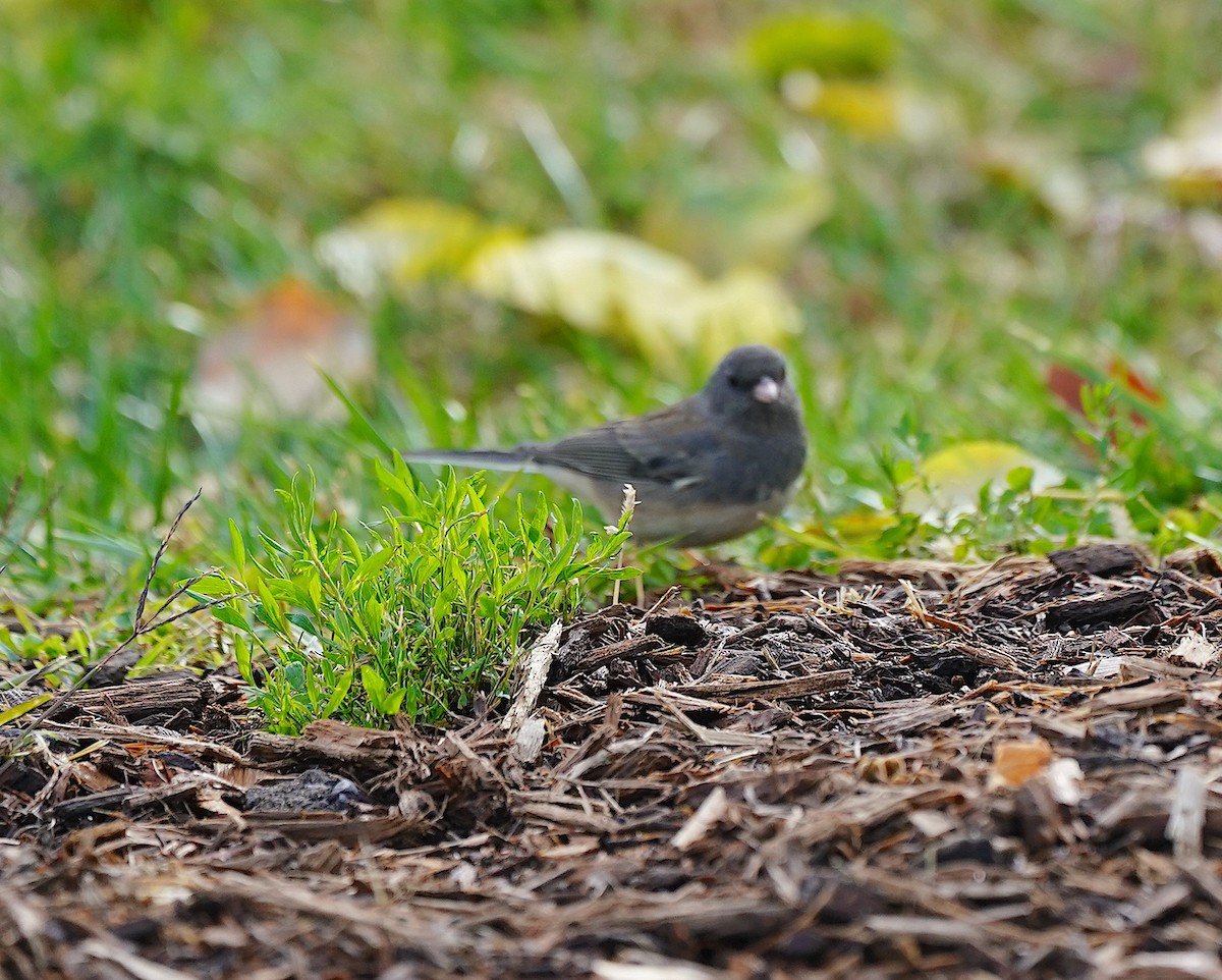 Dark-eyed Junco - ML626615615