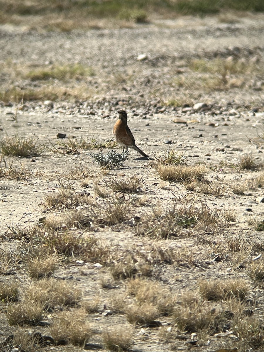 American Robin - ML626615619