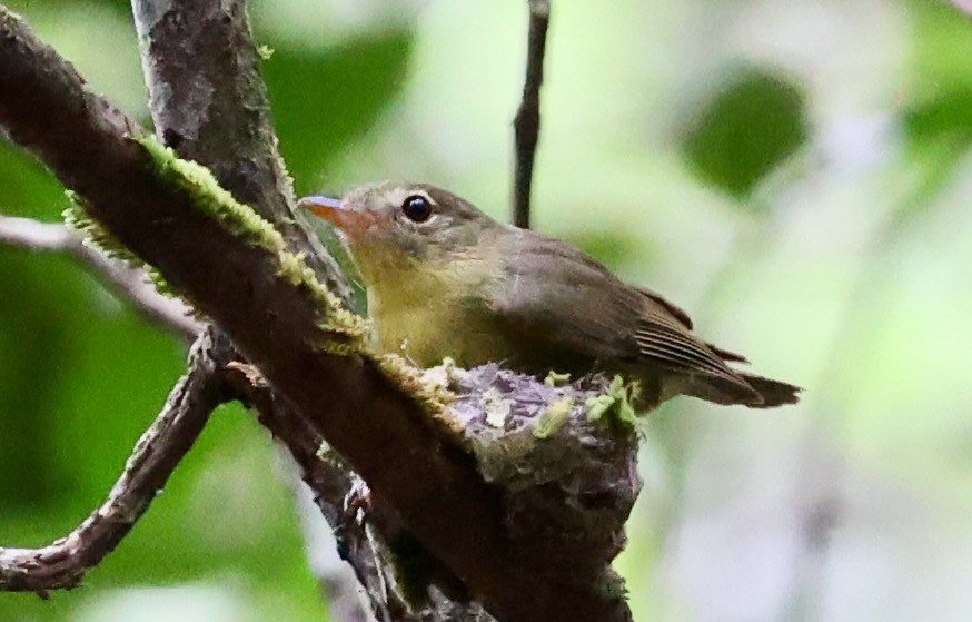 Olive Flyrobin - ML626615747
