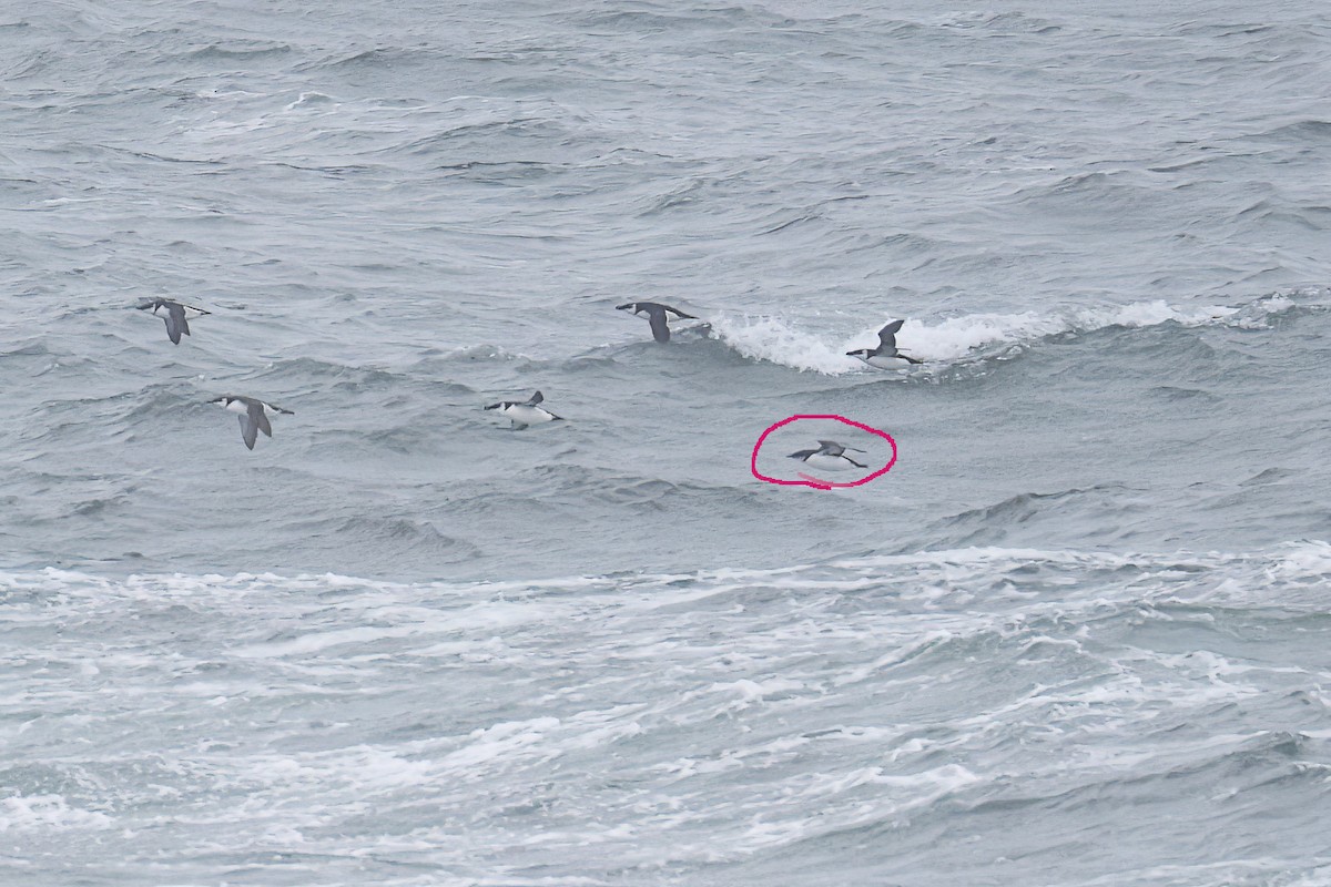 אורייה חייכנית - ML626615767