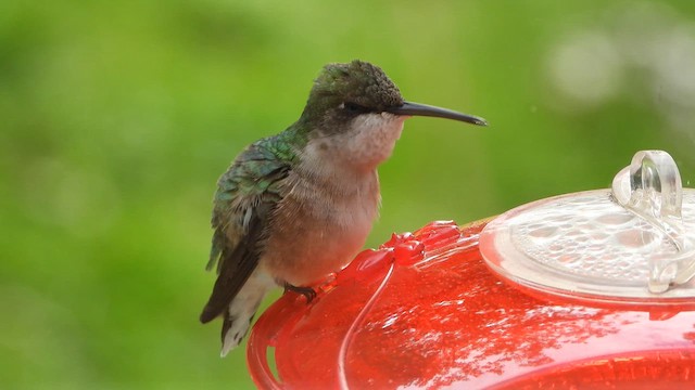 Ruby-throated Hummingbird - ML626615878